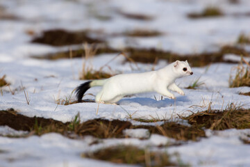 Hermelin (Mustela erminea) im Winterfell