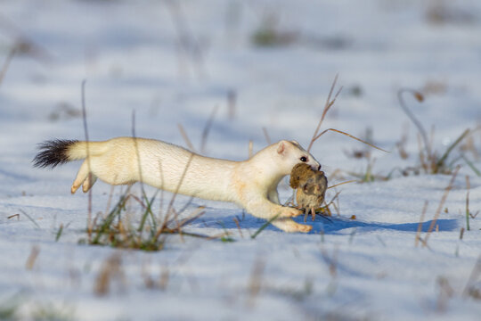 Hermelin (Mustela erminea) im Winterfell m mit Maus