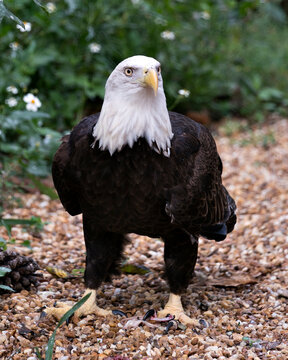 Bald Eagle Stock Photo. Bald Eagle front close-up profile with a foliage background displaying brown plumage body, white head, eye, beak, talons, plumage in its habitat and environment. Image. Picture