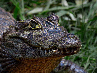 close up of a crocodile