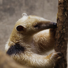 anteater