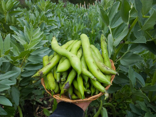 
bean harvest in the field