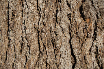 Tree bark texture close up