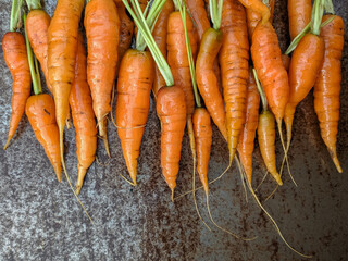 
carrots harvest on steel background