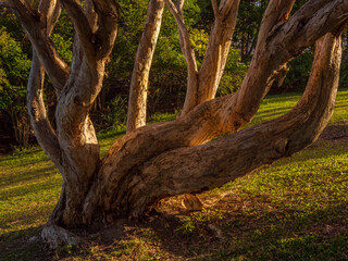 Teatree Trunk and Branches with Afternoon Sidelight