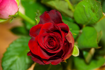 Red rose with pink rose in the background, focus on the foreground