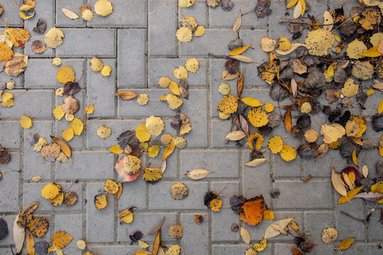 Autumn Yellowed Dried Leaves On The Pavement Top View