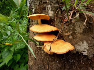 Few light orange color mushrooms on a dead coconut tree