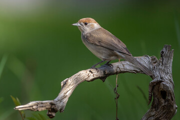Mönchsgrasmücke (Sylvia atricapilla) Weibchen