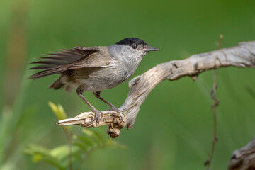 Mönchsgrasmücke (Sylvia atricapilla) Männchen