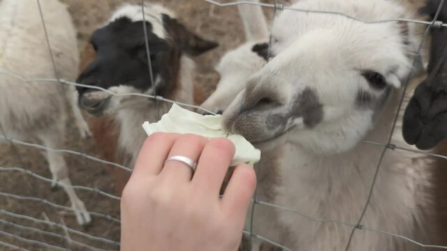 animal llamas eat food from humans