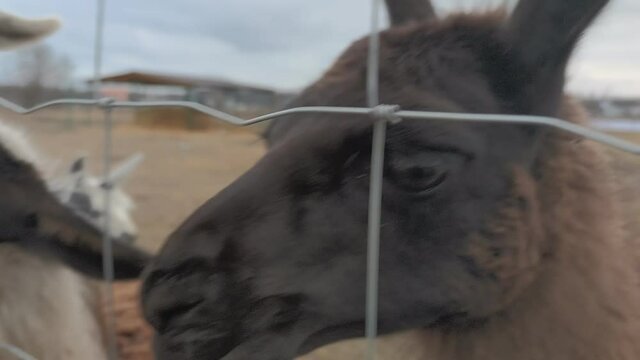 animal llamas eat food from humans