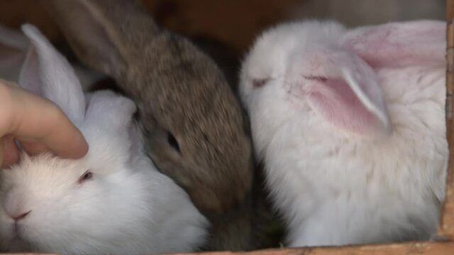 Close up, hand stoking fluffy rabbits. . High quality 4k footage