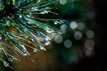 Nationaal Park De Loonse en Drunense Duinen, macro photography of waterdrops haning on a needle of a pine tree.