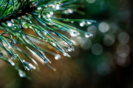 Nationaal Park De Loonse en Drunense Duinen, macro photography of waterdrops haning on a needle of a pine tree.