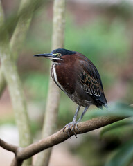 Green Heron  Stock photo. Green Heron perched on a branch displaying feathers plumage, body, beak, head, eye, red feet with a blur background in its environment and habitat. Image. Picture. Portrait.