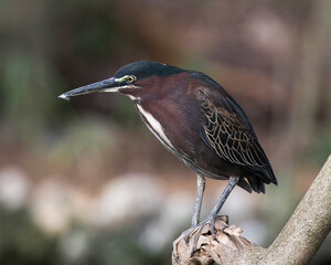 Green Heron bird Stock photo.  Picture. Image. Portrait. Green Heron bird close-up profile. Perched on a tree branch. Blur background.