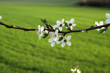 Białe kwiaty na gałązce drzewa owocowego. W tle rozmyta zielona łąka. - obrazy, fototapety, plakaty