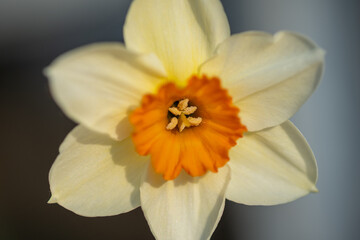 daffodil in may