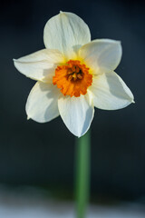 daffodil in may