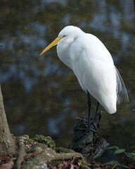 Great White Egret Stock Photo. Great White Egret standing in the water sunbathing on a moss rock with a blur water background in its environment and habitat.