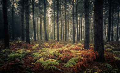 Ferns and Pines, Wheldrake Wood