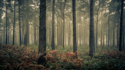 Pine Trees in Wheldrake Wood