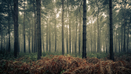 Pines and Ferns, Wheldrake Wood