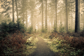 Woodland Path in Wheldrake Wood