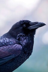 Raven closeup