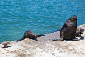 Sea wolves in the port of mar del plata, argentina