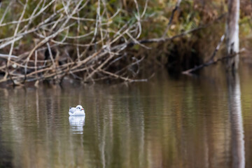 Seagul in a lake