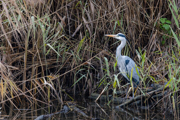Blue Heron in grass