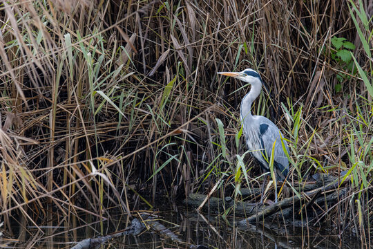 Blue Heron in grass