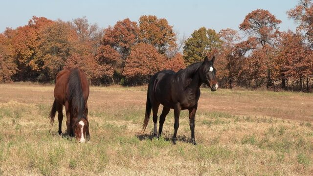 Two Arabian horses in fall pasture, one grazing, one about to fall asleep in warm sun