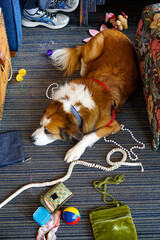 Tired older dog on a floor scattered with toys