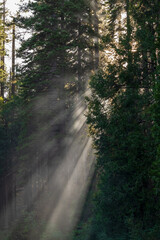 Fototapeta premium light in the forest
