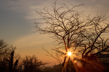 Naklejka premium Sunset tree silhouette in the countryside