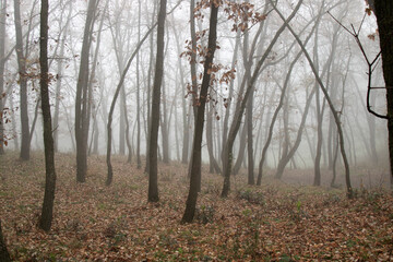 Fototapeta premium Foggy forest in autumn
