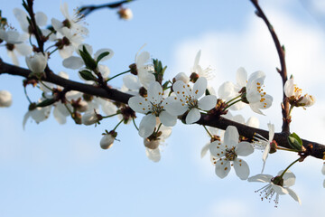 Białe kwiatki na gałązce drzewa owocowego na tle błękitnego nieba. - obrazy, fototapety, plakaty