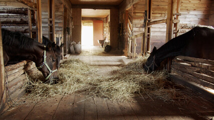 A picturesque shot of a wooden stable with beautiful daylight. Chestnut horses eat hay after a ride with riders.