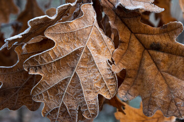 Fototapeta na wymiar Frozen Oak leaf at the bokeh morning background