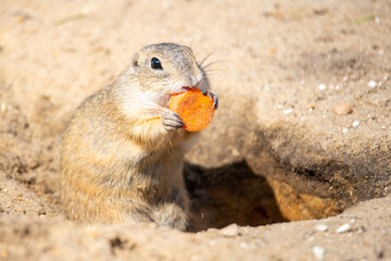 European ground squirrel