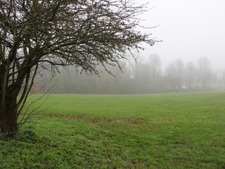 Foggy Feild