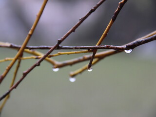 Macro Raindrop