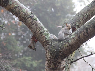 Squirell in Tree