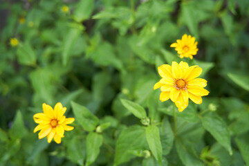 Beautiful yellow flowers in garden