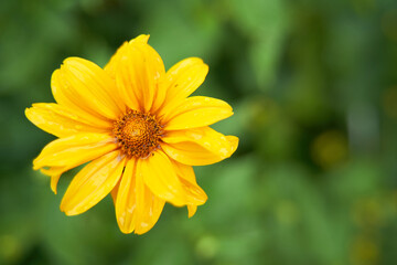 Beautiful yellow flower in garden