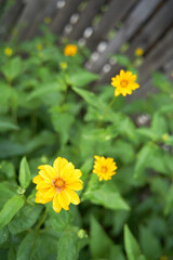 Beautiful yellow flowers in garden