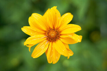 Beautiful yellow flower in garden with background out of focus.